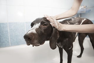 Dog dandruff and dry skin: What causes them * NatuPet