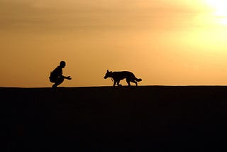 Animales, compañía y felicidad