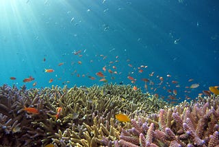 How Climate Change Is Impacting Coral Reefs