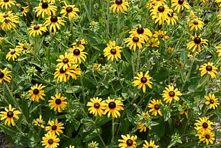 Black-eyed Susans at the Museum