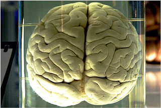 A.I May Not Want to Kill Us Yet,  But Let’s Not Wire It to Our Brains