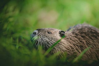 Close-up photo of a muskrat nestled in lush green grass. Its whiskers are prominent as it sniffs a blade of grass in front of its nose. Its fur is coarse and brown, and its small, round ears are visible.