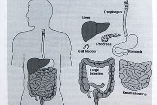 Tips To Ease Digestion