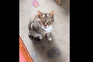 Can this cat speak better Chinese than you?