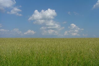 Blue sky. Yellow wheat fields