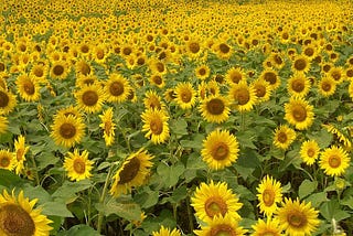 Discover MediaWiki 1.42 Features