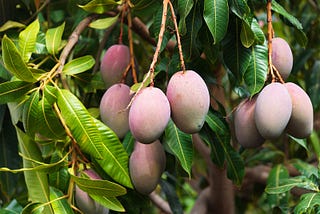 Di Bawah Pohon Mangga