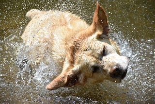 Wet dog, happy dog