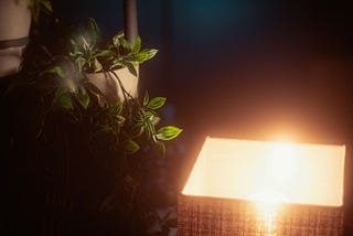 Low Light Plants For Beginners