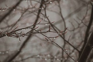 Leafless thin branches of a tree covered in dew