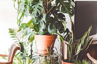 Plantem-buying plant app UX case study