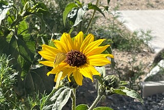 Alfalfa Butterflies and Common Sunflowers