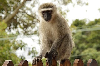 Monkeys and Memories: My Adventures at Maseno University