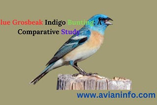 Blue Grosbeak Indigo Bunting​: A Comparative Study