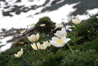 Alpine flowers