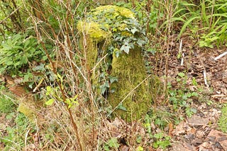 a tree trump covered with moss and ivy and surrounded by raspberries, hawthorn, etc.