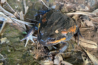 FrogID Week is on now