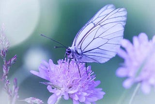 White Butterfly Spiritual Meaning and Symbolism — Know World Now