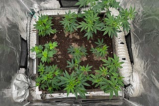 How much weed can you grow with 5,000 square feet of canopy?