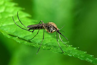 How Are Mosquitoes More Attracted Towards 5 Types Of Human Scents?