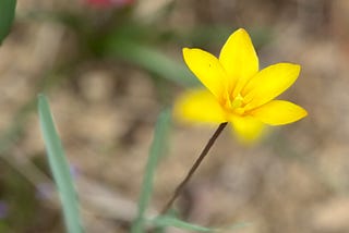 Springtime Magic With Bright Colors