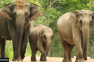 Anna Kavanaugh Marks World Elephant Day 2024: Writer, Producer, and Environmentalist Calls for Bold…