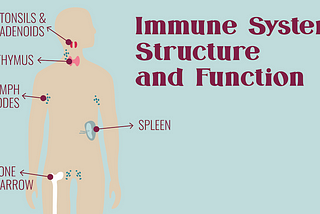 Immune System Structure and Function