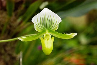 Caring for slipper orchids