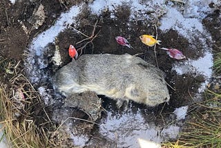 Dog Fish Guinea Pig Funeral