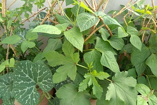 Bliss, Blessing and Brimming Beauty: A Tale of Organic Kitchen Garden on Terrace in Bangalore