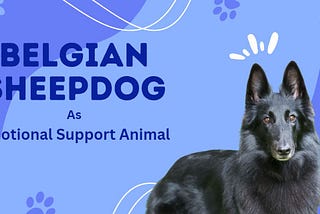 Why the Belgian Sheepdog Makes a Great Emotional Support Animal?