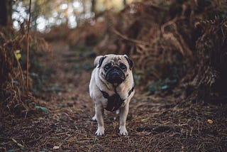 The Cats in the Cradle and The Mighty Tim