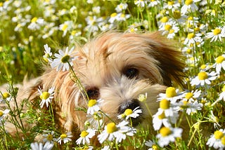 Cute innocent Havanese laying in a field of daisies-.