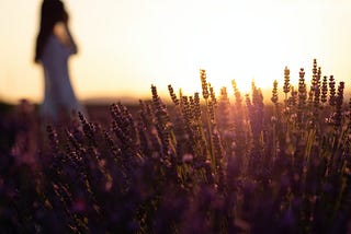 Woman at dawn in a wheat field with the sun coming up