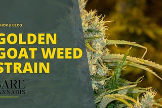 Golden Goat Strain Information