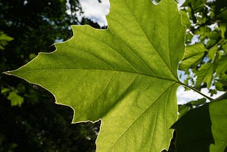 A broad, pale green, three-lobed leaf with roughly toothed edges.