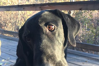 I Killed My Dog Last Week