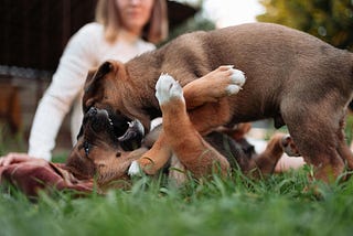 Puppy playing happily with other dogs