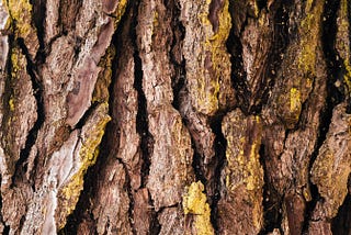 Bite-size Biomimicry: Bark