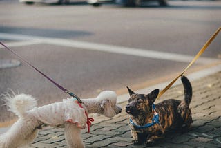 Small short-haired dogs, one white and one brown and black meet on a sidewalk for the first time. Networking is easy.
