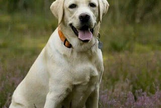 These 10 Dog Breeds Are the Most Affectionate and Loyal Companions