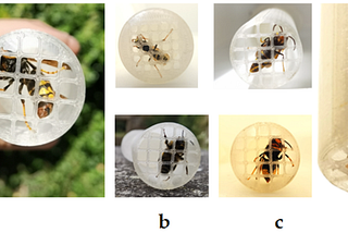 How to make being deliberately stung by wasps even better
