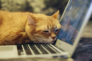 Cat sleeping with its head on laptop keyboard