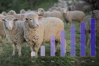 Sheep thesis: Cashback rewards Analysis