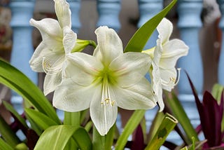 ‘Consider the Lilies