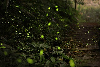 Fireflies and Rhizomes