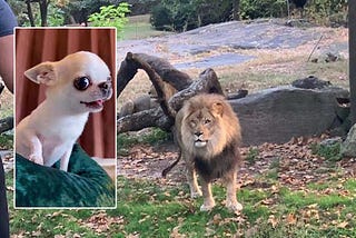 Heartstopping: Chihuahua Slipping Inside a Lion’s Den — Chihuacorner.com