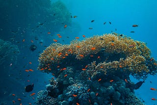 8 Ways to Help Save Coral Reefs — Ralph Thurman
