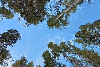 Trees standing tall below the clear blue sky of skardu organic village