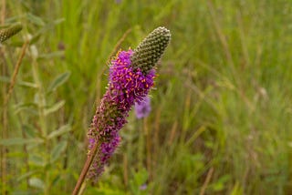 Purple Prairie Clover, Dalea purpurea: A Colorful Native with Ecological Benefits